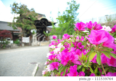 春の六孫王神社を訪れる 111539764