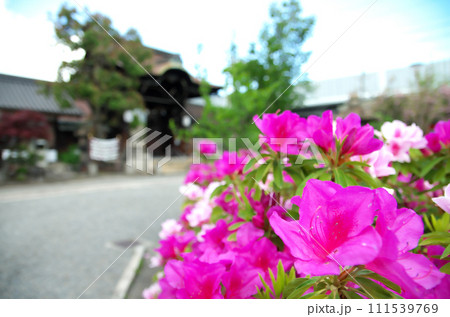 春の六孫王神社を訪れる 春の六孫王神社を訪れる 111539769