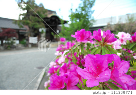 春の六孫王神社を訪れる 春の六孫王神社を訪れる 111539771