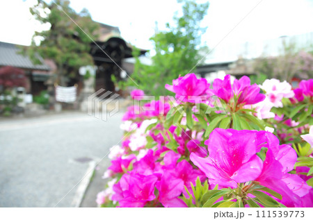 春の六孫王神社を訪れる 春の六孫王神社を訪れる 111539773