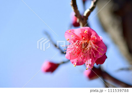 青空に映える紅梅 青空に映える紅梅 111539788