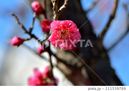 青空に映える紅梅 青空に映える紅梅 111539789