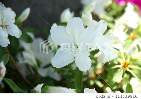 春の六孫王神社を訪れる 春の六孫王神社を訪れる 111539816