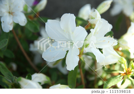 春の六孫王神社を訪れる 春の六孫王神社を訪れる 111539818