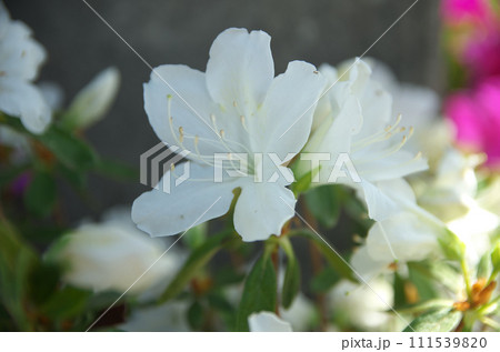 春の六孫王神社を訪れる 111539820
