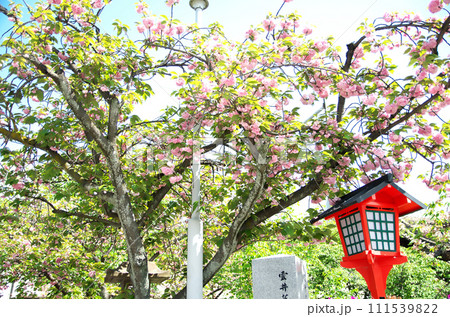 春の六孫王神社を訪れる 111539822