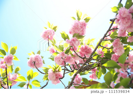 春の六孫王神社を訪れる 春の六孫王神社を訪れる 111539834