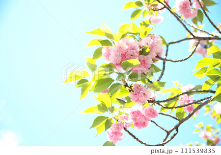 春の六孫王神社を訪れる 春の六孫王神社を訪れる 111539835