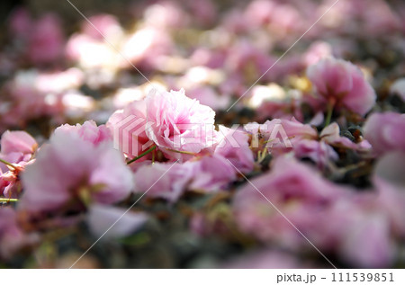 春の六孫王神社を訪れる 111539851