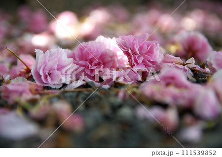 春の六孫王神社を訪れる 111539852