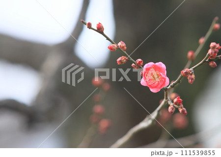 開き始めた梅の花 一輪の梅 咲き始めた紅梅 開き始めた梅の花 一輪の梅 咲き始めた紅梅 111539855
