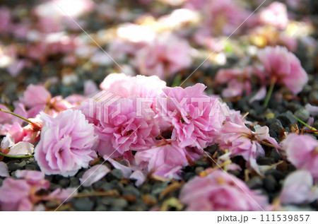 春の六孫王神社を訪れる 111539857