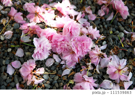 春の六孫王神社を訪れる 春の六孫王神社を訪れる 111539863