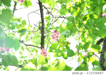 春の六孫王神社を訪れる 春の六孫王神社を訪れる 111539887