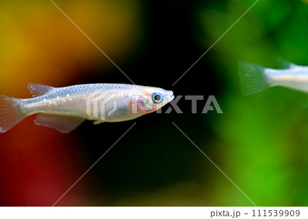 白メダカ 111539909