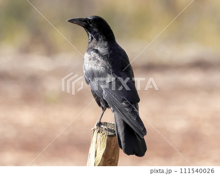 ハシボソガラス 111540026