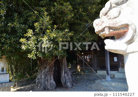 埼玉県小川町増尾のパワースポット　白山神社の御神木　大樫 111540227