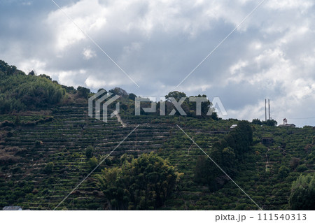 熊本県の天水みかん山の段々畑 熊本県の天水みかん山の段々畑 111540313