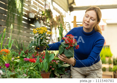 in flower store, girl examines pots with kalanchoe in flower store, girl examines pots with kalanchoe 111540781