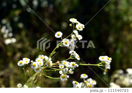 A bush of field daisies grown in a field. 111540783