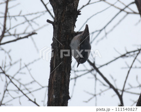 木に止まるシロハラゴジュウカラ 111540827