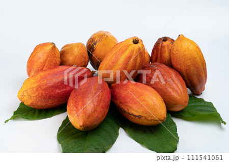 Cocao plant pods group Cocao plant pods group 111541061