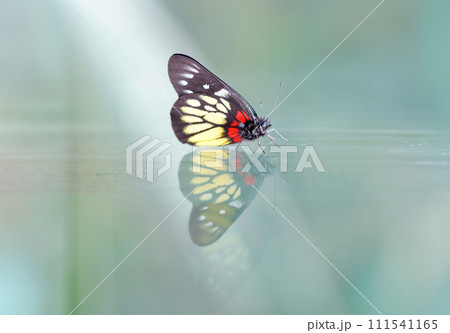 a redbase Jezebel is is a medium-sized butterfly of the family Pieridae, stick on the glass with the reflection a redbase Jezebel is is a medium-sized butterfly of the family Pieridae, stick on the glass with the reflection 111541165