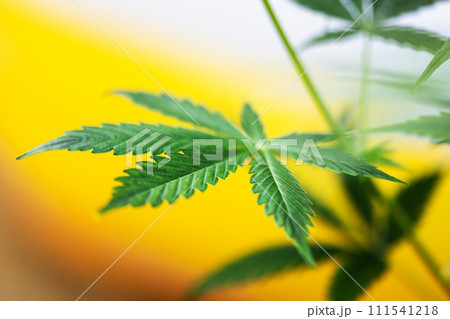 Cannabis bush on dark background 111541218