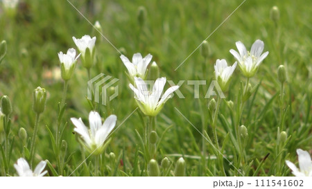 イワツメクサの花 イワツメクサの花 111541602