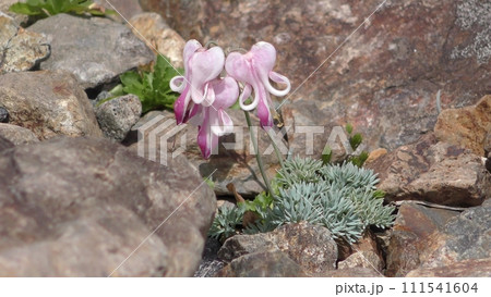 高山植物の女王　コマクサ 111541604