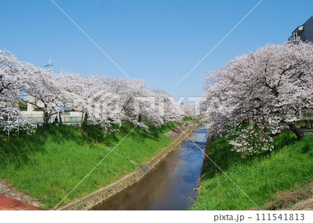 佐保川沿いの桜の風景 111541813