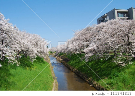 佐保川沿いの桜の風景 111541815