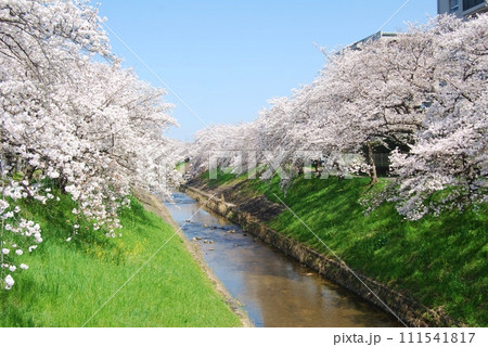 佐保川沿いの桜の風景 111541817