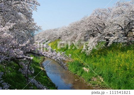 佐保川沿いの桜の風景 佐保川沿いの桜の風景 111541821