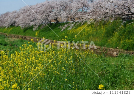 佐保川沿いの桜の風景 佐保川沿いの桜の風景 111541825