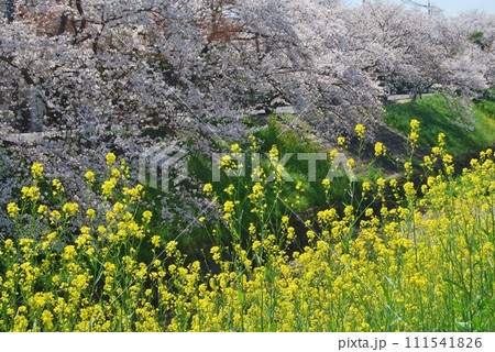 佐保川沿いの桜の風景 佐保川沿いの桜の風景 111541826
