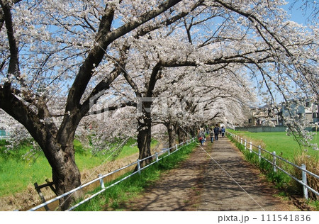 佐保川沿いの桜の風景 111541836