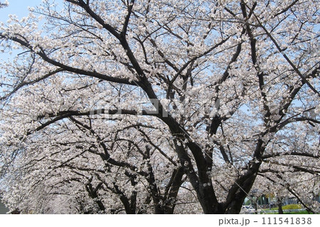 佐保川沿いの桜の風景 111541838