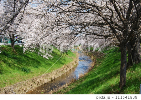 佐保川沿いの桜の風景 111541839