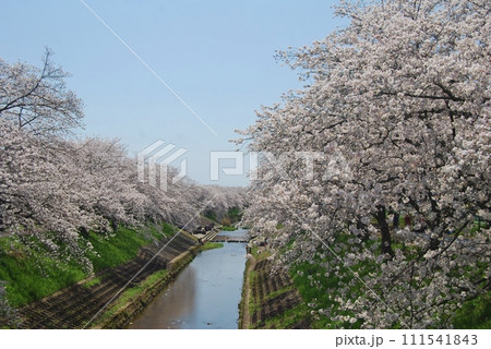 佐保川沿いの桜の風景 佐保川沿いの桜の風景 111541843