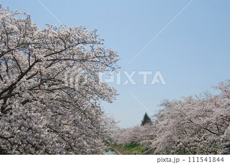 佐保川沿いの桜の風景 111541844