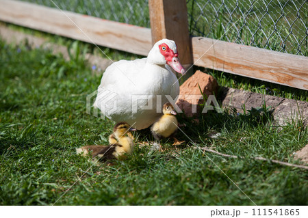 Muscovy duck female with litlle ducklings in permaculure garden 111541865