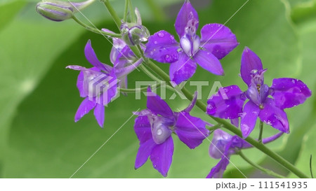 チドリソウの花 チドリソウの花 111541935