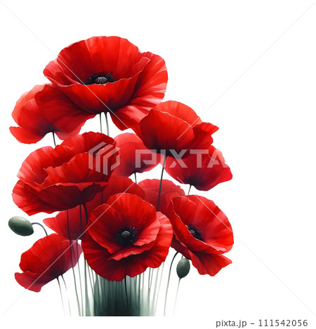 poppy isolated on white 111542056
