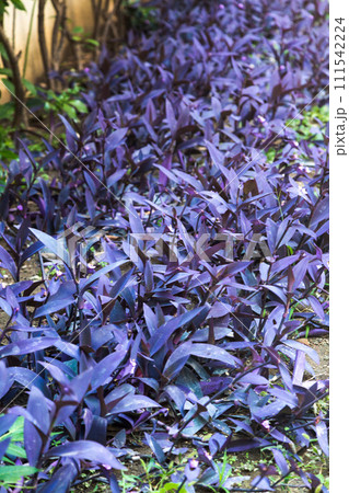 Perennial Tradescantia flowers with purple leaves on a lawn in Turkey Perennial Tradescantia flowers with purple leaves on a lawn in Turkey 111542224