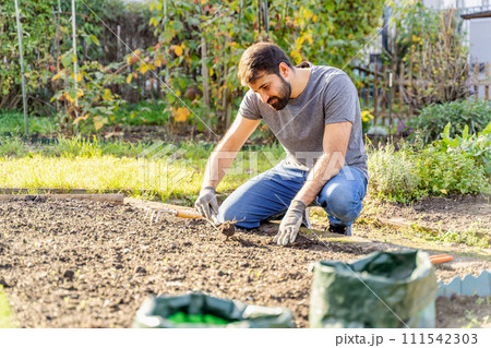Young pakistani bearded farmer working in vegetable horticultural flower garden 111542303