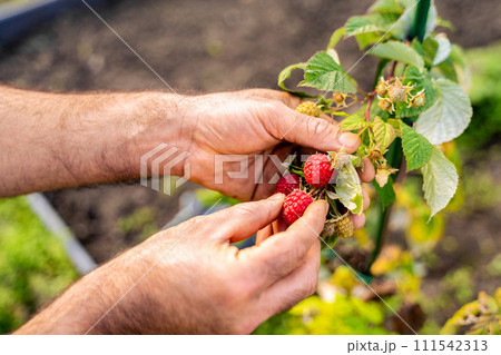 Male farmer picking fresh raspberries in the garden Male farmer picking fresh raspberries in the garden 111542313