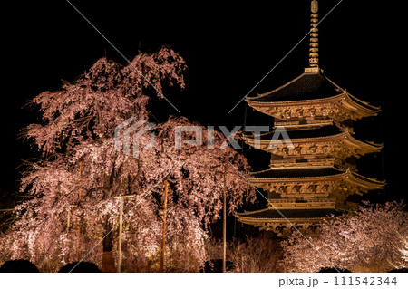 京都・東寺の夜桜(枝垂れ桜)ライトアップ　7 111542344