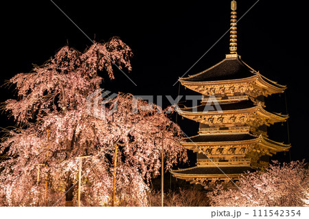 京都・東寺の夜桜(枝垂れ桜)ライトアップ　6 111542354