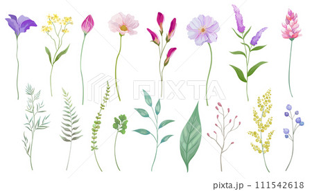 可憐な花と葉の植物のベクターイラストセット 可憐な花と葉の植物のベクターイラストセット 111542618